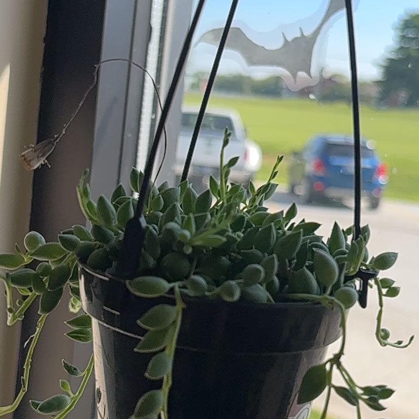 Photo of the plant species String of Raindrops by @AgilePilea20 named Peter Parker on Greg, the plant care app