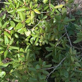 Photo of the plant species California Buckthorn by @GoldWaxivy50 named James Dean on Greg, the plant care app