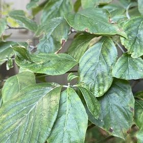 Photo of the plant species Mexican Flowering Dogwood by @GoldWaxivy50 named Rosa on Greg, the plant care app