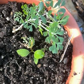 Photo of the plant species Common Rue by @GoldWaxivy50 named Khaleesi on Greg, the plant care app