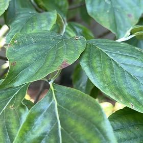 Photo of the plant species Mexican Flowering Dogwood by @GoldWaxivy50 named Gregarious on Greg, the plant care app