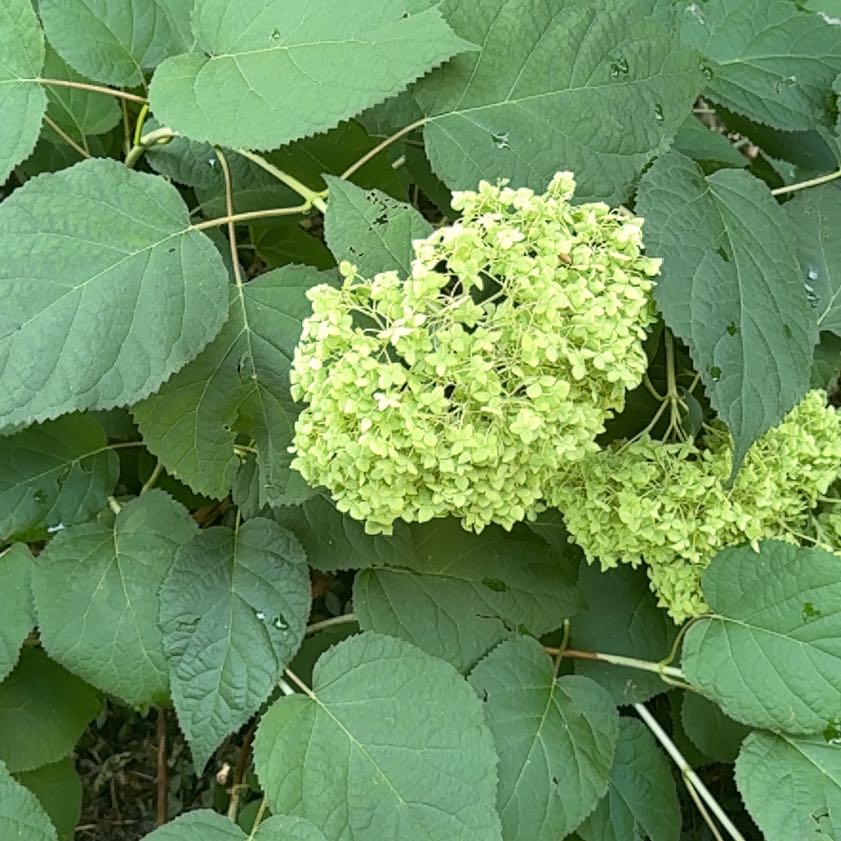 Photo of the plant species Ashy Hydrangea by @GoldWaxivy50 named Athena on Greg, the plant care app