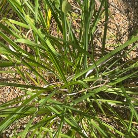 Photo of the plant species Miscanthus Sinensis by @GoldWaxivy50 named Queen on Greg, the plant care app