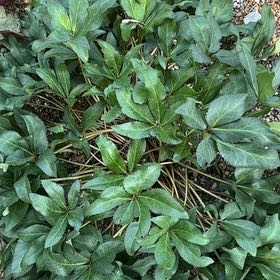 Photo of the plant species Lenten Rose by @GoldWaxivy50 named Kylie on Greg, the plant care app