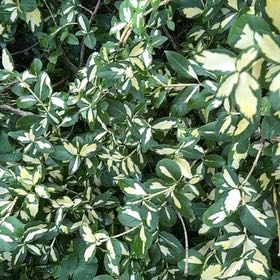 Photo of the plant species Box-Leaved Holly by @GoldWaxivy50 named Elina on Greg, the plant care app