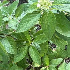 Photo of the plant species Red-Barked Dogwood by @GoldWaxivy50 named Winston on Greg, the plant care app