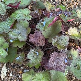 Photo of the plant species Coral Bells by @GoldWaxivy50 named Spike Leaves on Greg, the plant care app