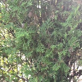 Photo of the plant species Biota by @GoldWaxivy50 named Fernie Mercury on Greg, the plant care app