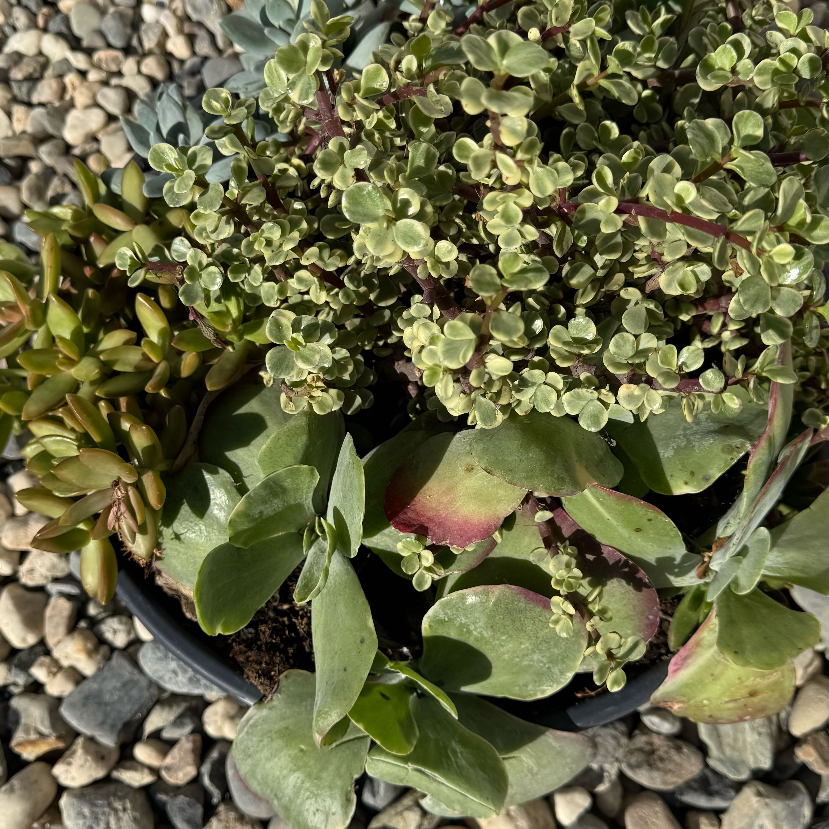Photo of the plant species succulent by @DaringViolet54 named Fernie Mac on Greg, the plant care app