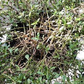 Photo of the plant species Evergreen Candytuft by @KeyOtanthus76 named Curie on Greg, the plant care app