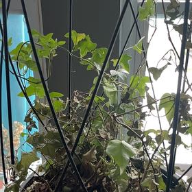 Photo of the plant species Ivy Geranium by @KeyOtanthus76 named Bella on Greg, the plant care app