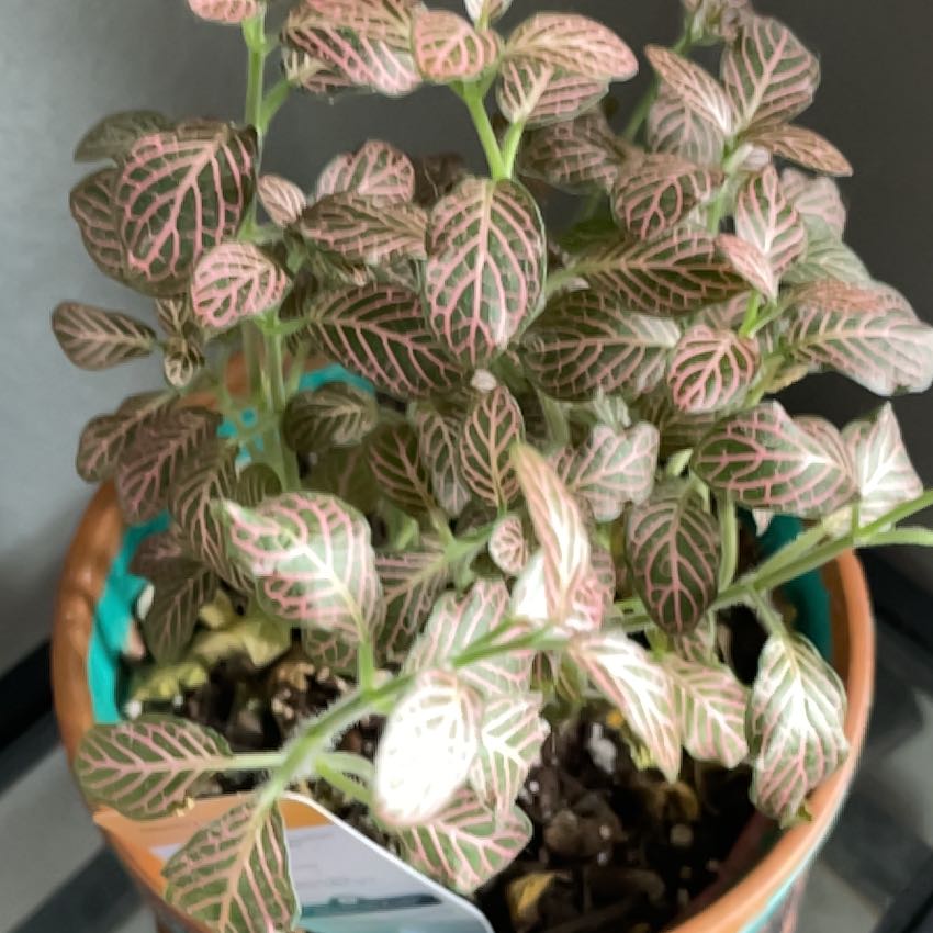 Photo of the plant species Pink Angel by @KeyOtanthus76 named Harry on Greg, the plant care app