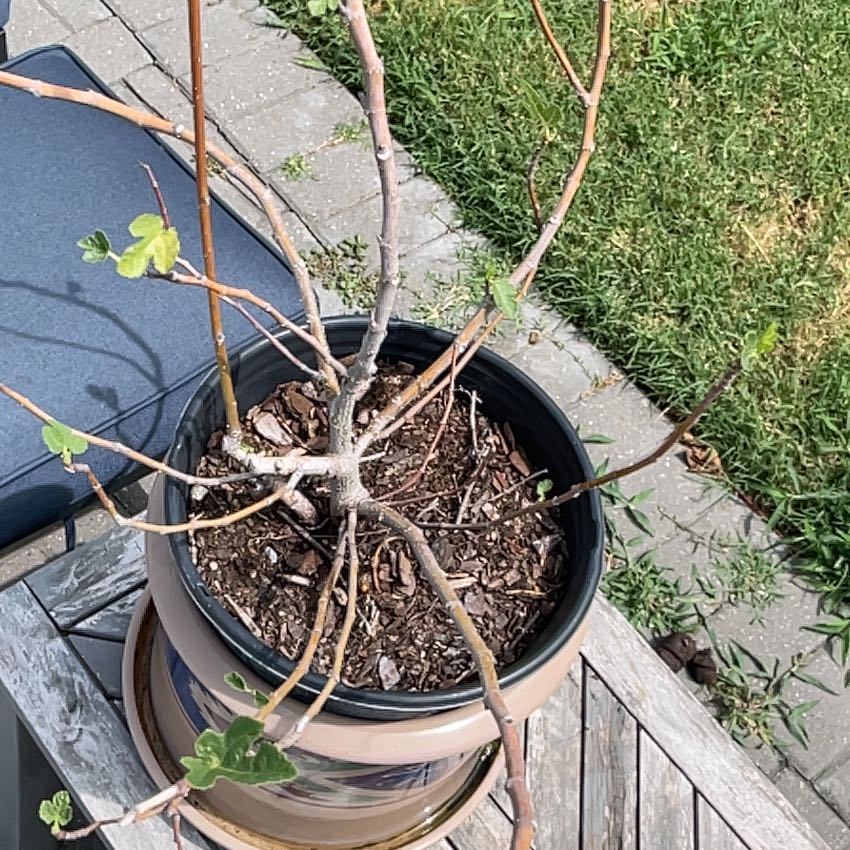 Photo of the plant species Brown Turkey Fig by @KeyOtanthus76 named Stella on Greg, the plant care app