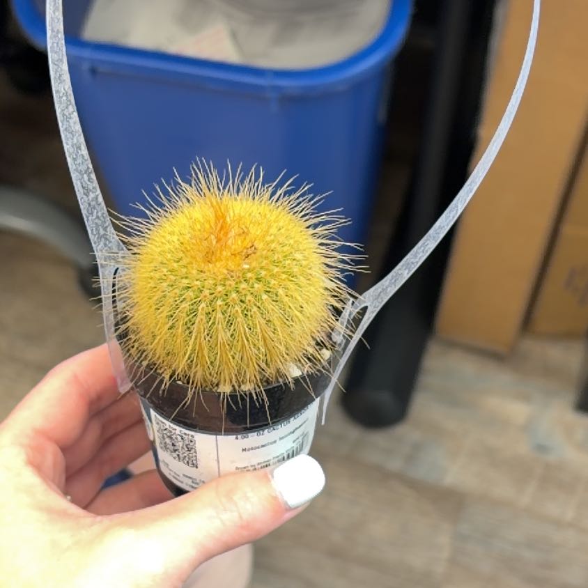 Photo of the plant species Notocactus leninghausii by @FreeApple84 named Harry on Greg, the plant care app