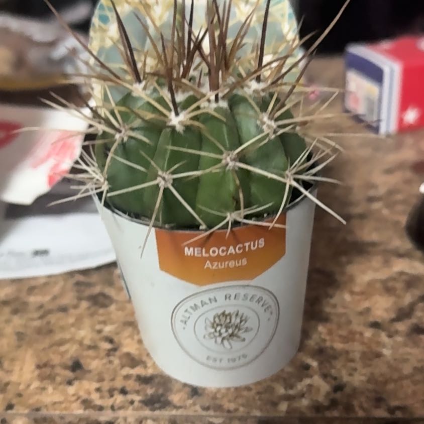 Photo of the plant species Melocactus azureus by @MarvelTievine43 named Bella on Greg, the plant care app