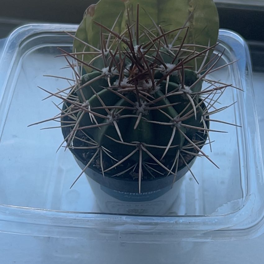 Photo of the plant species Emory's Barrel Cactus by @WinSeaoats70 named Dax on Greg, the plant care app