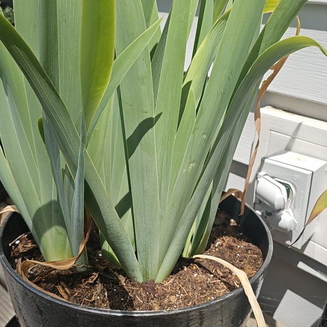 Photo of the plant species Yellow Iris by @HappyBacchus29 named Remington on Greg, the plant care app