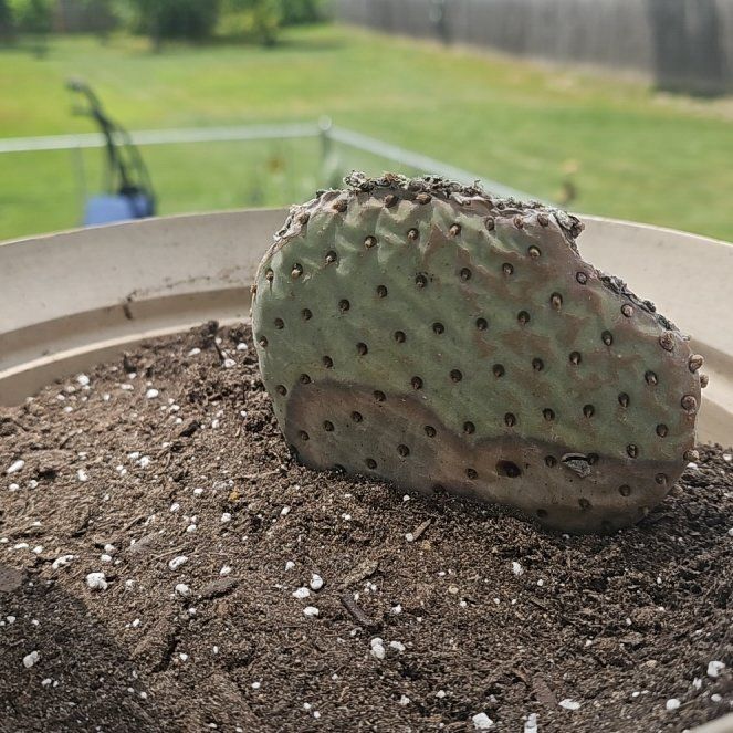 Photo of the plant species Opuntia Basilaris by @HappyBacchus29 named Sonora on Greg, the plant care app