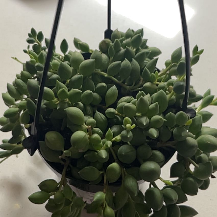 Photo of the plant species Raindrops by @BreezyMastic46 named Raindrop on Greg, the plant care app