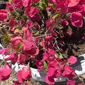 Photo of the plant species Lesser Bougainvillea by @LordCat18 named Einstein on Greg, the plant care app
