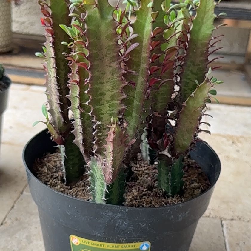 Photo of the plant species Royal Red African Milk Tree by @HardyFern88 named Hamilton on Greg, the plant care app