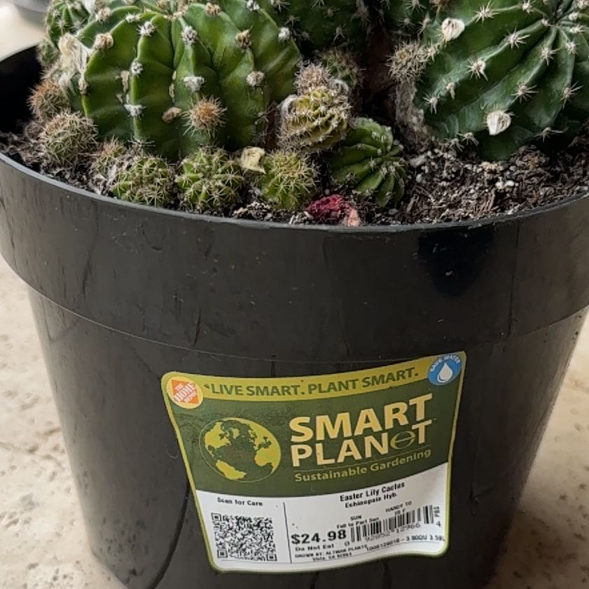 Photo of the plant species Easter Lily Cactus by @HardyFern88 named Rainier on Greg, the plant care app