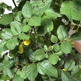 Photo of the plant species Multiflora Rose by @TopSandrose74 named Sigmund on Greg, the plant care app