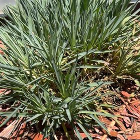 Photo of the plant species Border Carnation by @CenteredWorm99 named Huckleberry Fern on Greg, the plant care app