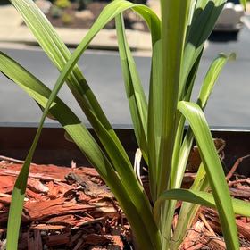 Photo of the plant species Eastern Gladiolus by @CenteredWorm99 named Khaleesi on Greg, the plant care app