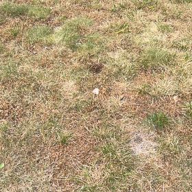 Photo of the plant species Kikuyugrass by @BoldWoreya21 named Beyonce on Greg, the plant care app