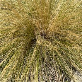 Photo of the plant species Silver Tussock by @PetPegaropa34 named Hemingway on Greg, the plant care app