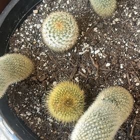 Photo of the plant species Mammillaria densispina by @TenableSuncup26 named Stella on Greg, the plant care app