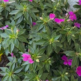 Photo of the plant species Oliver's Touch-Me-Not by @FineAvocado65 named Cleopatra on Greg, the plant care app