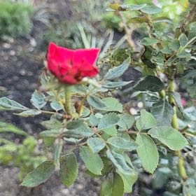 Photo of the plant species Alpine Rose by @FineAvocado65 named Bella on Greg, the plant care app