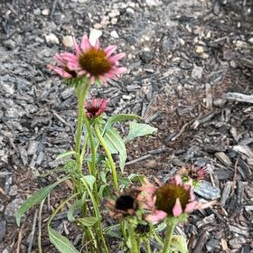 Photo of the plant species Purple Coneflower by @FineAvocado65 named Gomez on Greg, the plant care app
