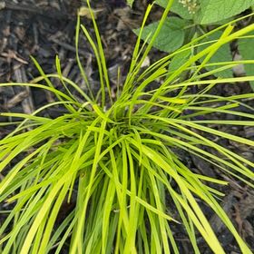 Photo of the plant species Chinese Chives by @FineAvocado65 named Sonora on Greg, the plant care app