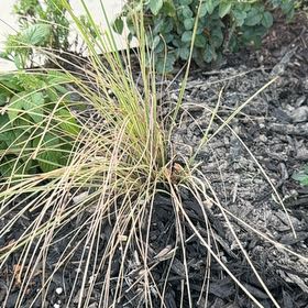 Photo of the plant species Texas Sacahuista by @FineAvocado65 named Doja Cat on Greg, the plant care app