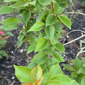 Photo of the plant species Lesser Bougainvillea by @FineAvocado65 named Tolkien on Greg, the plant care app