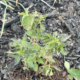 Photo of the plant species Parietaria Judaica by @FineAvocado65 named Keanu Leaves on Greg, the plant care app
