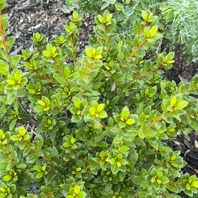Photo of the plant species Rockspray Cotoneaster by @FineAvocado65 named Harper on Greg, the plant care app