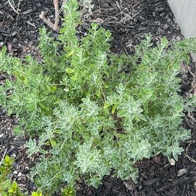 Photo of the plant species Green Cloud Texas Sage by @FineAvocado65 named Orlando Bloom on Greg, the plant care app