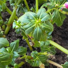 Photo of the plant species Oliver's Touch-Me-Not by @FineAvocado65 named Nithin on Greg, the plant care app