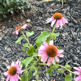 Photo of the plant species Purple Coneflower by @FineAvocado65 named Kendall on Greg, the plant care app