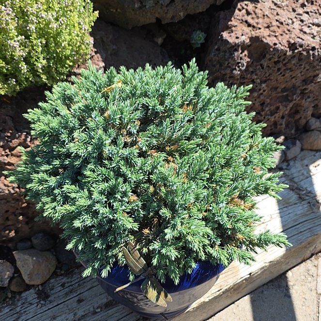 Photo of the plant species Blue Star Juniper by @UpfrontIvy49 named Eva on Greg, the plant care app
