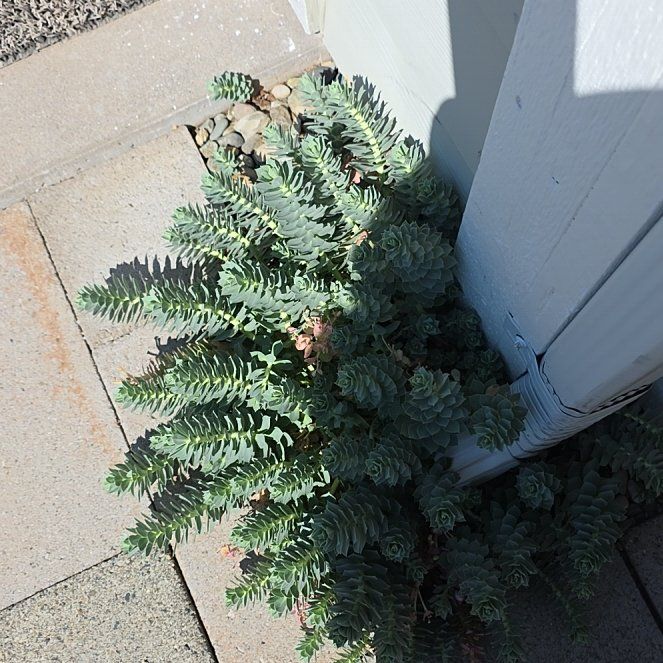Photo of the plant species Myrtle Spurge by @UpfrontIvy49 named Beyonce on Greg, the plant care app