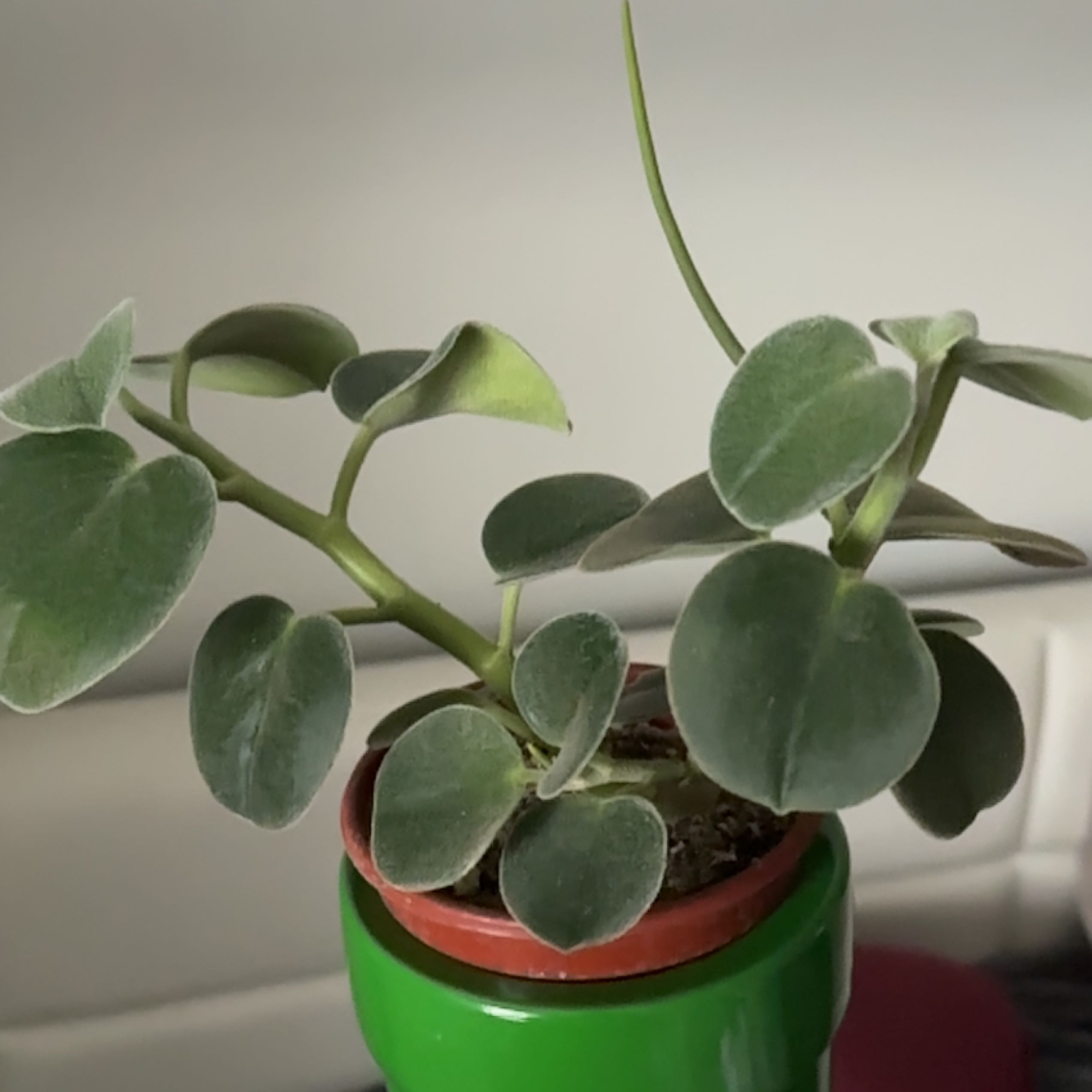 Felted Peperomia plant in a small pot, healthy green leaves.