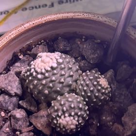 Photo of the plant species Copiapoa by @DreamyAlfalfa named Clooney on Greg, the plant care app