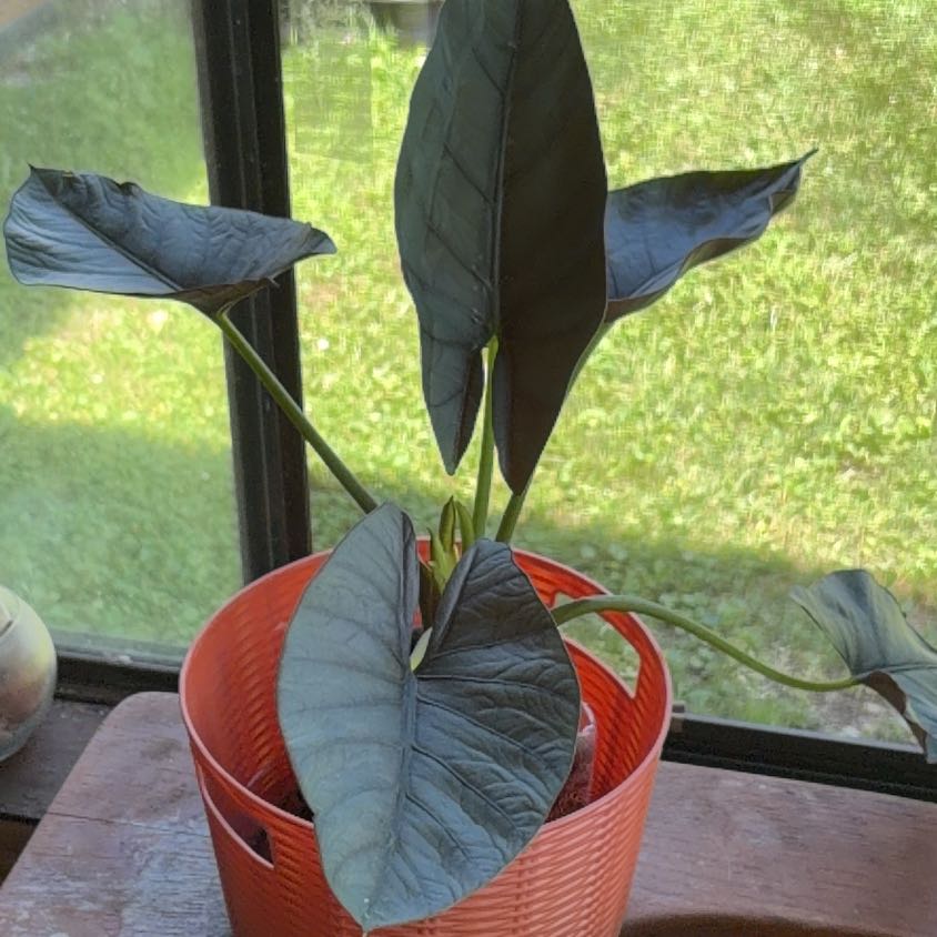 Photo of the plant species Alocasia Reginae by @dobekaj named Arber on Greg, the plant care app
