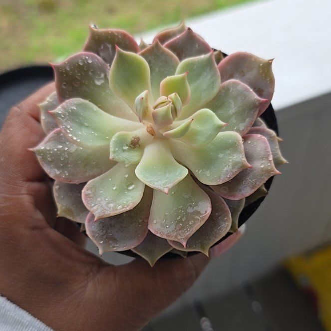 Photo of the plant species Echeveria 'Angel Kissed' by @KeyRubberfig21 named Mochi on Greg, the plant care app