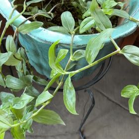 Photo of the plant species Flame Lily by @FabBearsear60 named Zion on Greg, the plant care app